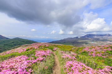 烏帽子岳から見たミヤマキリシマと阿蘇山　熊本県阿蘇市　
Rhododendron kiusianum and Mt.Aso Seen from Mt. Eboshidake