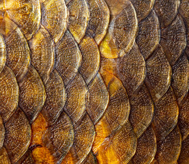 Smoked fish scales as background. © schankz