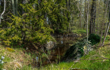 Fototapeta na wymiar Scandinavian forest in spring. Photo of swedish nature. Farnebofjarden national park.