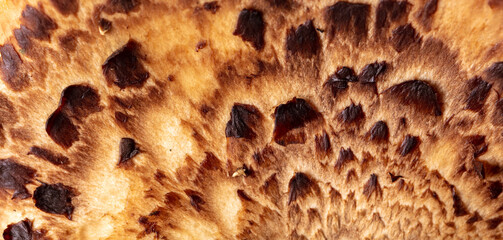 Mushroom scaly tinder fungus as background.