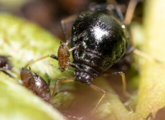 Aphids on a green leaf in nature.
