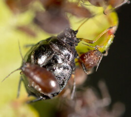 Aphids on a green leaf in nature.