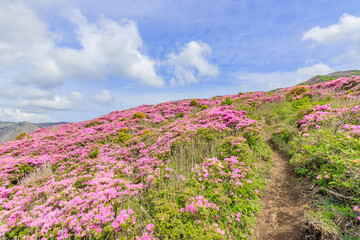 Obraz premium ミヤマキリシマ 烏帽子岳 熊本県阿蘇市 Rhododendron kiusianum Mt. Eboshidake Kumamoto-ken Aso city