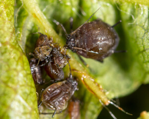 Aphids on a green leaf in nature.