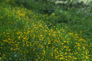 Naklejka premium Wildflowers on a blurred green meadow background