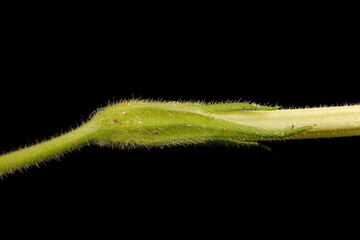 Sweet Tobacco (Nicotiana alata). Calyx Closeup