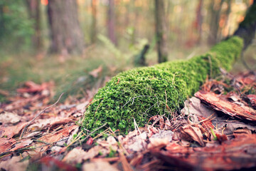 Moss growing in the forest. Close up macro shot of the moss and autumn leaves.