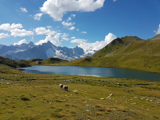 Ovejas pastando cerca de un lago entre montañas nevadas