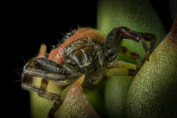 Fotografia macro de una pequeña araña