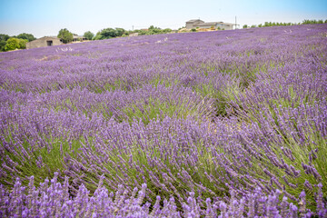 Naklejka na ściany i meble Lavender field in Provence, south of France