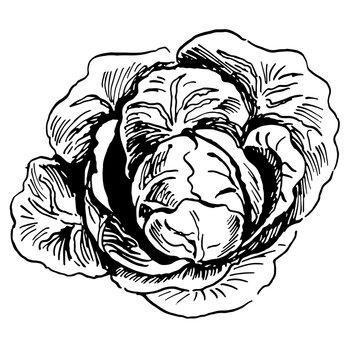 open head of cabbage vector sketch. Hand drawn illustration isolated