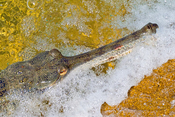 Gharial, Gavial, Gavialis gangeticus, Fish Eating Crocodile, Wetlands, Royal Bardia National Park, Bardiya National Park, Nepal, Asia