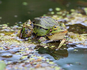 Teichfrosch