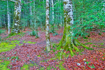 Beech Forest, Ordesa Valley, Ordesa y Monte Perdido National Park, UNESCO Biosphere Reserve of...