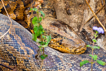 Asian Python, Python molurus, Wetlands, Royal Bardia National Park, Bardiya National Park, Nepal, Asia