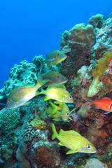 Naklejka na ściany i meble Coral Reef, Caribbean Sea, Isla de la Juventud, Cuba, América