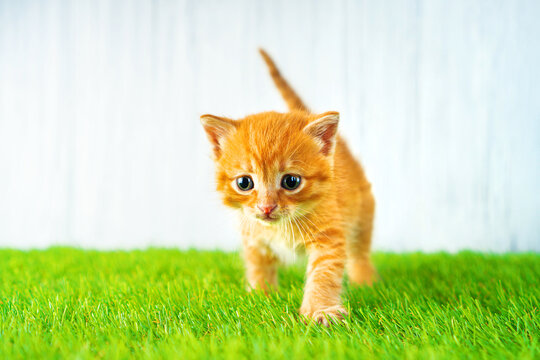 Artificial grass. Ginger kitten steps on a fluffy syntheic grass. - Powered by Adobe
