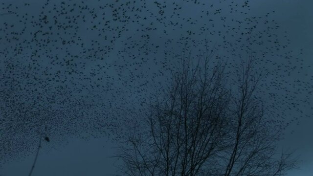Thousands of birds in winter migration fly in the sky making shapes and swirling