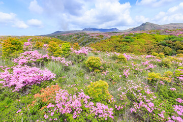 阿蘇山とミヤマキリシマ　熊本県阿蘇市　Mt.Aso and Rhododendron kiusianum Kumamoto Aso city