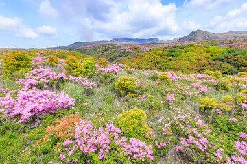 Fototapeta premium 阿蘇山とミヤマキリシマ 熊本県阿蘇市 Mt.Aso and Rhododendron kiusianum Kumamoto Aso city