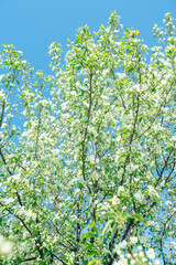 Blooming apple tree in the garden. Selective focus.