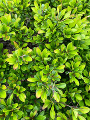 bush bright green juicy bushy