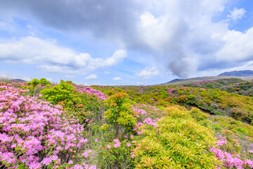 阿蘇山とミヤマキリシマ　熊本県阿蘇市　Mt.Aso and Rhododendron kiusianum Kumamoto Aso city