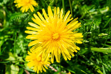 Dandelion macro photo.