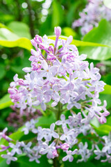 Spring branch blossoming lilac