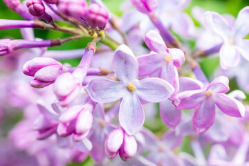 Spring branch blossoming lilac