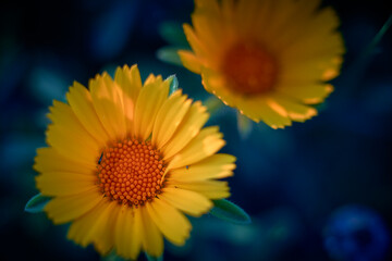 photo macro detail of two pallenis maritima , playing with the theory of the yellow blue color