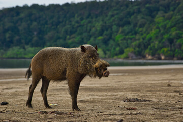 Bornean bearded pig (Sus barbatus) on the beach in Bako national park, Kuching, Sarawak, Borneo, Malaysia.