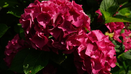 Ortensia in giardino