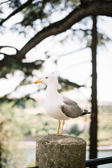 Funny seagull in the park in Portugal, porto 