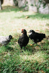 Beautiful young growing Chicken grazing in the park in the green grass