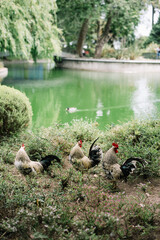 Three roosters walking freely in the park by the pond in Portugal 