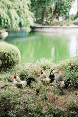 Three roosters walking freely in the park by the pond in Portugal 
