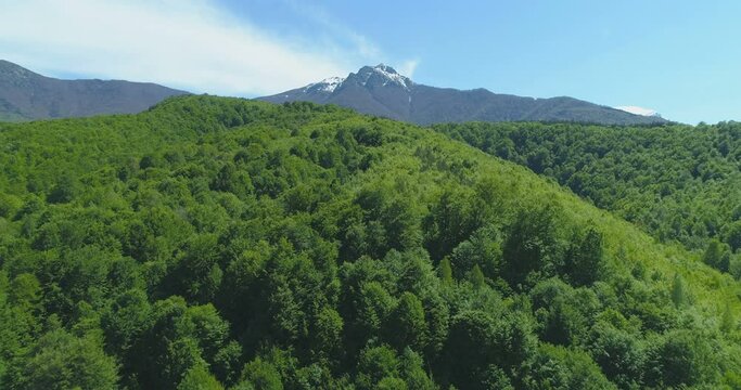 Drone flying above beautiful fresh green forest at the bottom of mountain range