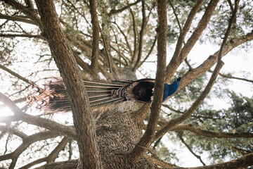 Beautiful male Peacock hopping from branch to branch on a tree, view from down under