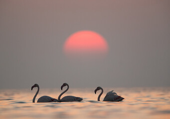 Greater Flamingos in the morning during sunrise at Asker sea, Bahrain
