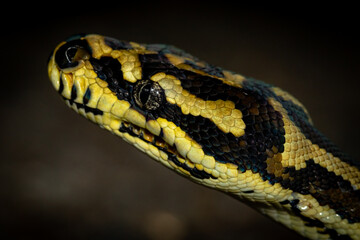 Jungle carpet python (Morelia spilota cheynei) portrait. Lake Eacham, Queensland, Australia.