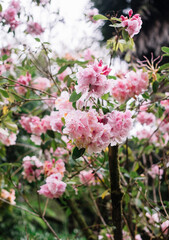 Huge bush blossoming with pink flowers 