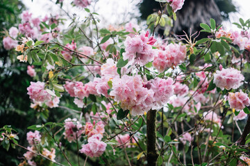 Huge bush blossoming with pink flowers 