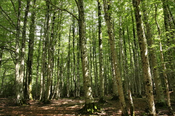 beech tree forest