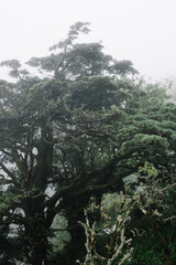 Beautiful mysterious foggy forest in Sintra, Portugal 