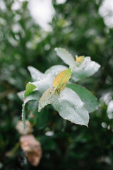 Beautiful dewy cinerea eucalyptus growing in the Portuguese forest, close up view