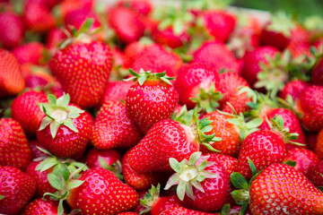 Pile of fresh red ripe strawberries.Top view of a bunch of strawberries