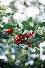 Beautiful ilex growing , close up view