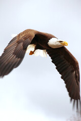 Side view of Bald eagle in flight looking for food. bird of prey. united states symbol concept