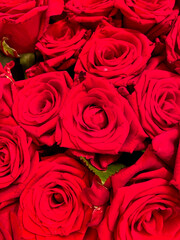 roses red bouquet bright big